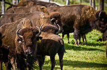 Bison Herd